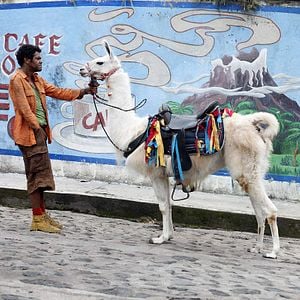 Foto En busca de Marsupilami