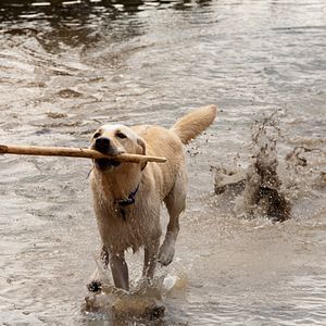 Foto Tiburón 3D. La presa