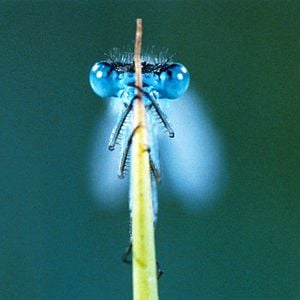 Foto Claude Nuridsany