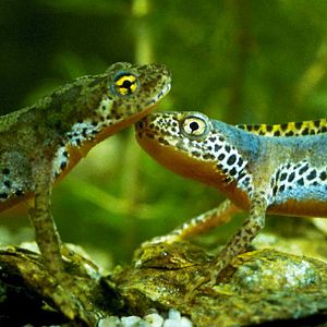 Foto Claude Nuridsany