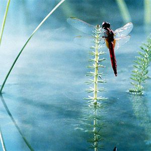 Foto Claude Nuridsany