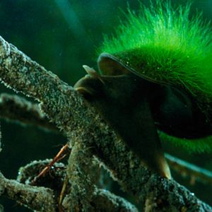 Foto Claude Nuridsany