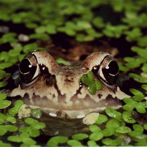 Foto Claude Nuridsany