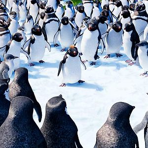 Foto Happy Feet 2