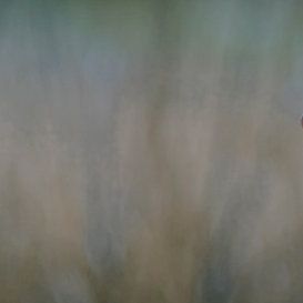 Foto Man on the train