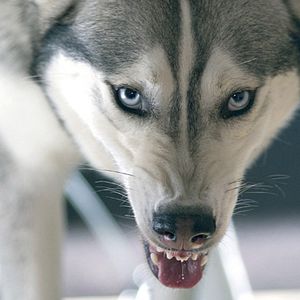 Foto Conexión satánica