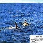 Foto La isla del adiós