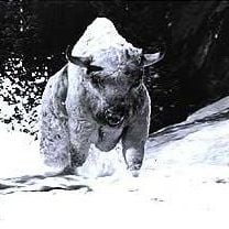 Foto El desafío del búfalo blanco