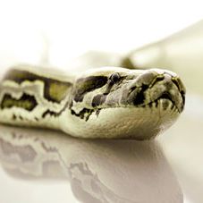 Foto Serpientes en el avión