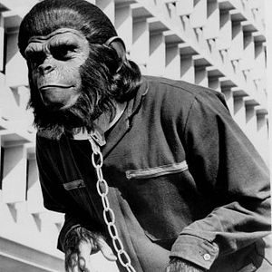 Foto La rebelión de los simios