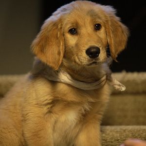 Foto Los buddies cazatesoros