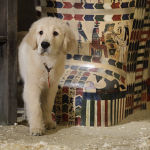 Foto Los buddies cazatesoros