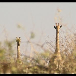 Foto ¡Vivan las Antipodas!