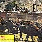 Foto Bendice a los animales y a los niños