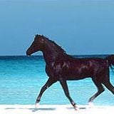 Foto El corcel negro