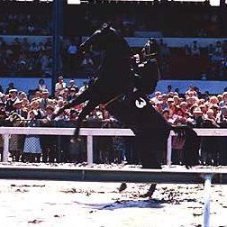 Foto El corcel negro