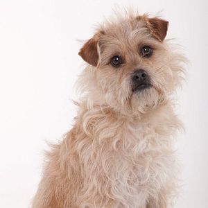 Foto Buscando un amigo para el fin del mundo