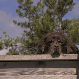 Foto John Irving und wie er die Welt sieht