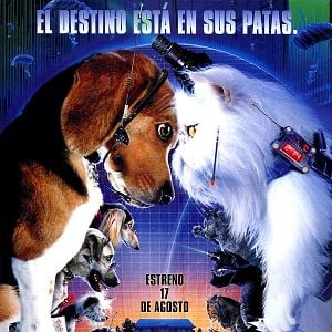 Foto Como perros y gatos