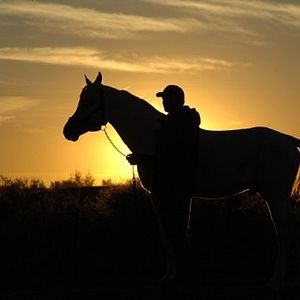 Foto Tornado and the Kalahari Horse Whisperer