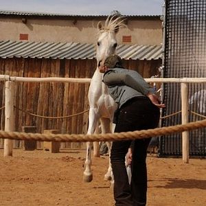 Foto Tornado and the Kalahari Horse Whisperer