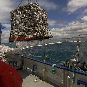 Foto Sushi - The Global Catch