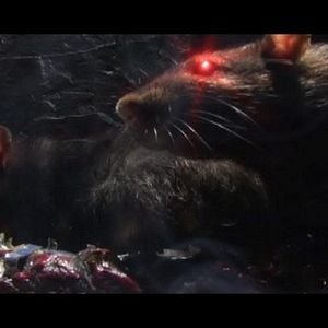 Foto Rat Scratch Fever