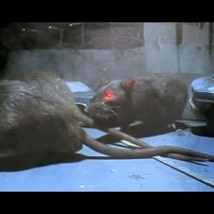 Foto Rat Scratch Fever