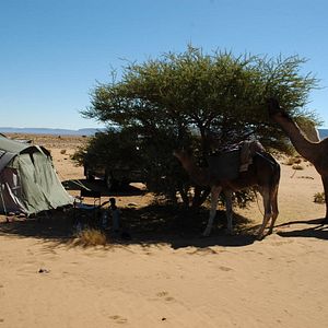 Foto Allein die Wüste