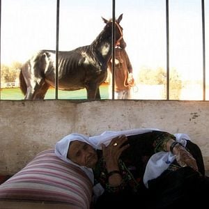 Foto Schildkrötenwut