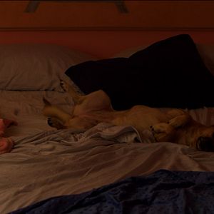 Foto American Animal