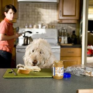 Foto Diario de Greg 3: Días de perros