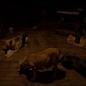 Foto Post Tenebras Lux