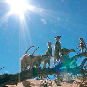 Foto Meerkat Manor: The Story Begins