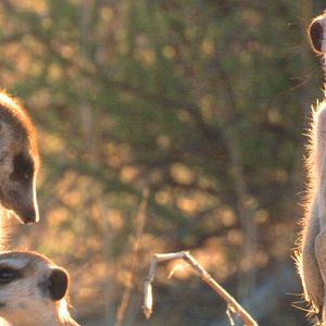 Foto Meerkat Manor: The Story Begins