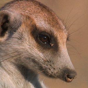 Foto Meerkat Manor: The Story Begins