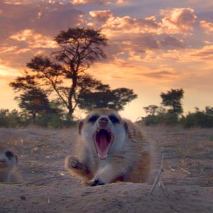 Foto Meerkat Manor: The Story Begins