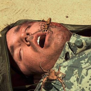 Foto Arañas del desierto