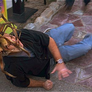 Foto Arañas del desierto