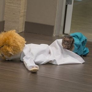 Foto Animal Practice