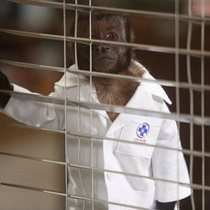 Foto Crystal the Monkey