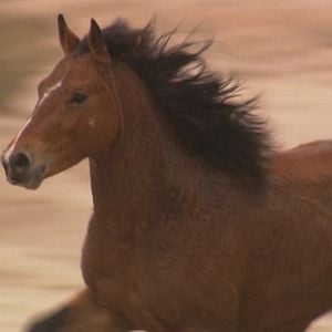 Foto Wild Horse, Wild Ride