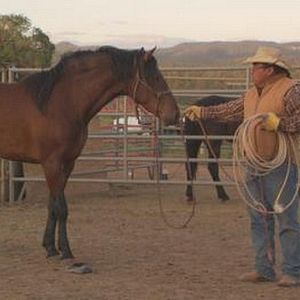 Foto Wild Horse, Wild Ride