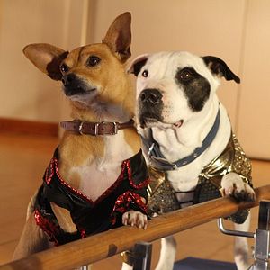 Foto Un chihuahua en Beverly Hills 3: ¡Viva La Fiesta!