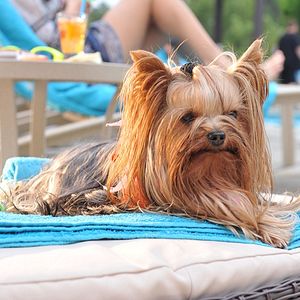 Foto Un chihuahua en Beverly Hills 3: ¡Viva La Fiesta!