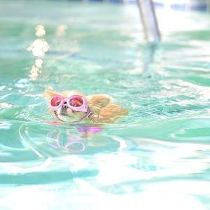 Foto Un chihuahua en Beverly Hills 3: ¡Viva La Fiesta!