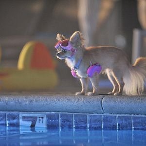 Foto Un chihuahua en Beverly Hills 3: ¡Viva La Fiesta!