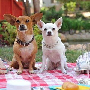 Foto Un chihuahua en Beverly Hills 3: ¡Viva La Fiesta!