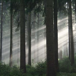 Foto Das grüne Wunder - Unser Wald