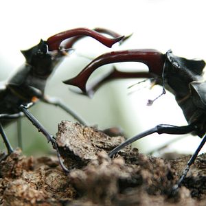 Foto Das grüne Wunder - Unser Wald